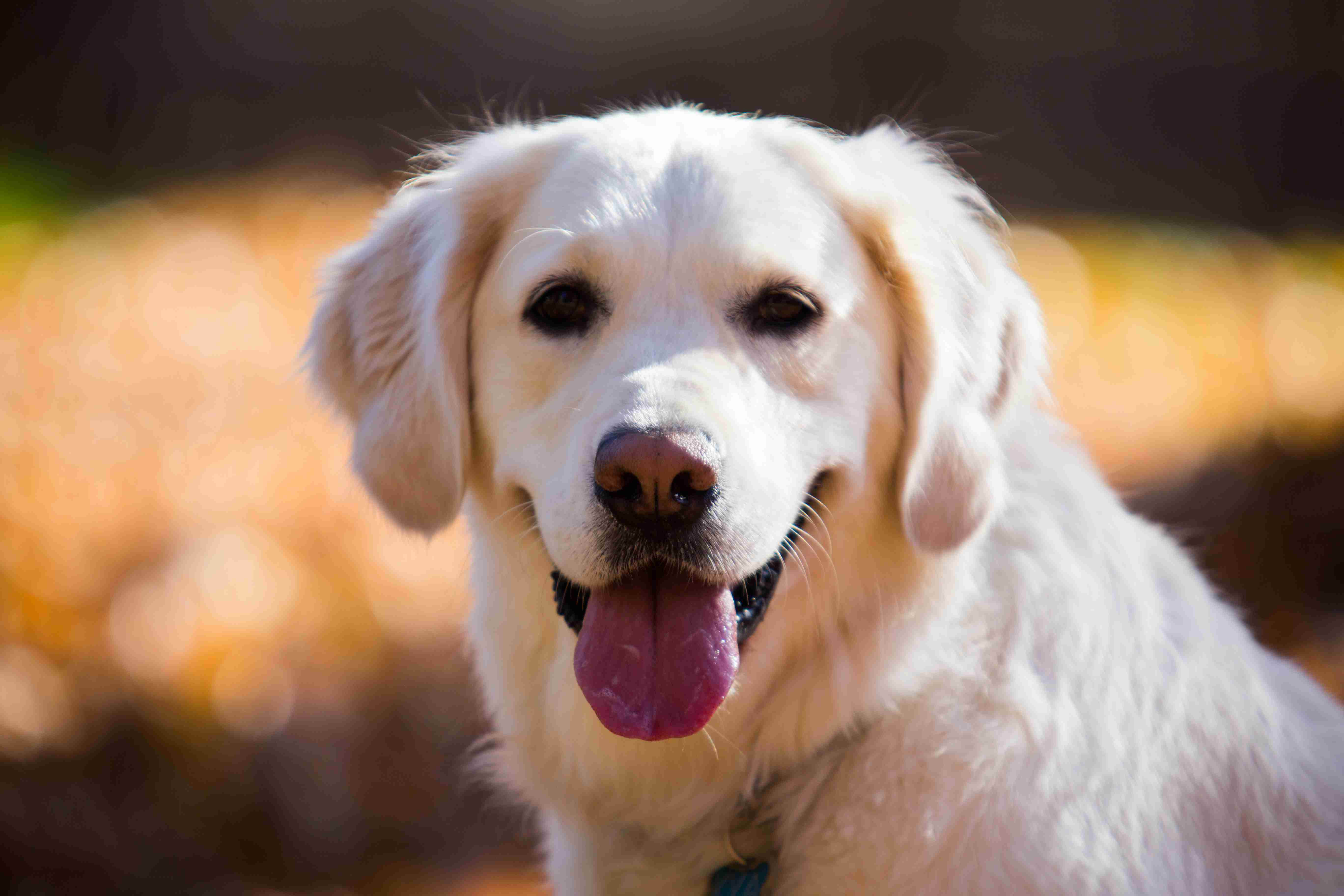 Can Golden Retrievers be prone to hip dysplasia?